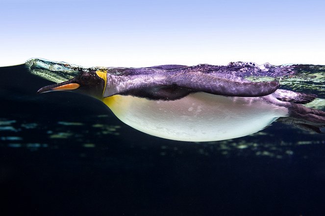 Eläinmaailman ihmeitä - Penguins - Kuvat elokuvasta