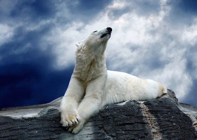 Az állatvilág csodái - Bears - Filmfotók
