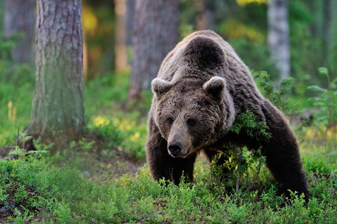 Eläinmaailman ihmeitä - Bears - Kuvat elokuvasta