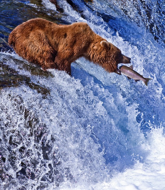 The Wonder of Animals - Bears - Photos