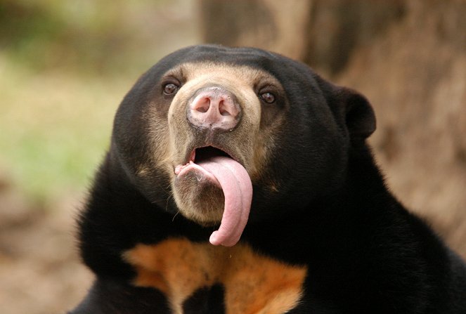 The Wonder of Animals - Bears - Photos