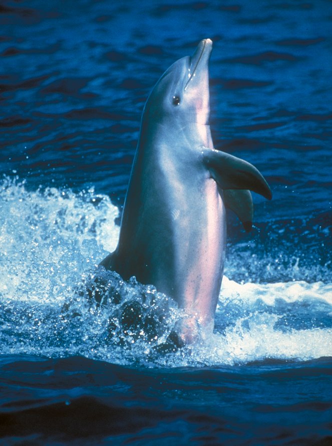 Wild Dolphins - Photos