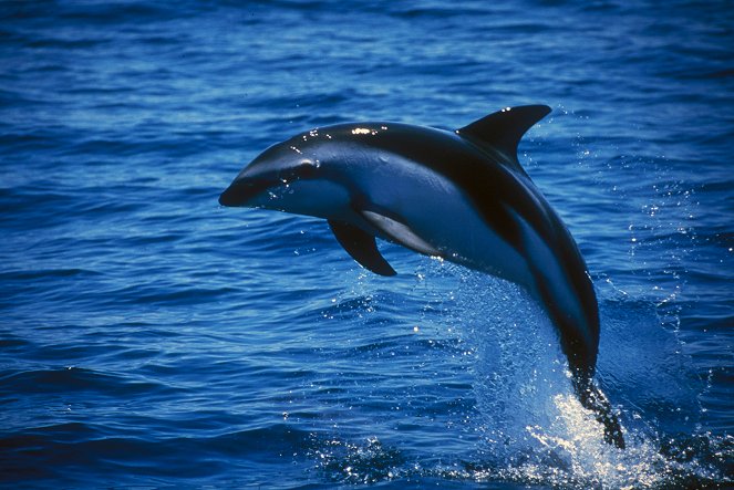 Delfinek királysága - Filmfotók