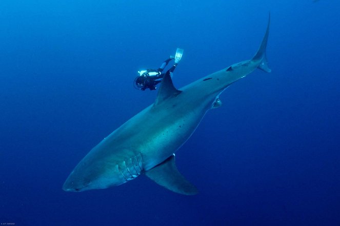 Méditerranée, le royaume perdu des requins - Do filme