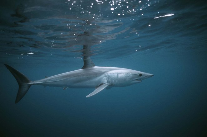 Méditerranée, le royaume perdu des requins - Z filmu