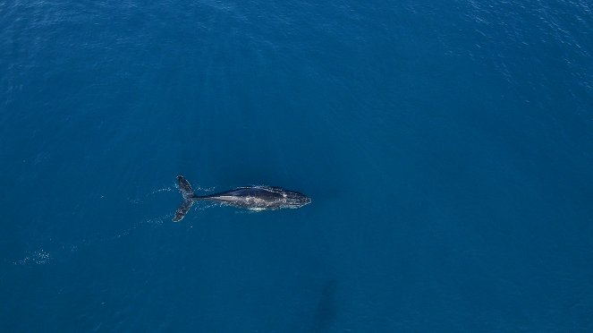 Zaříkávačka velryb - Z filmu