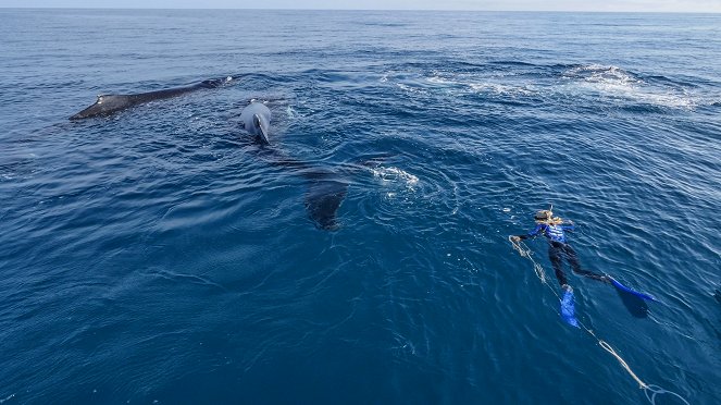The Whale Whisperer - Photos