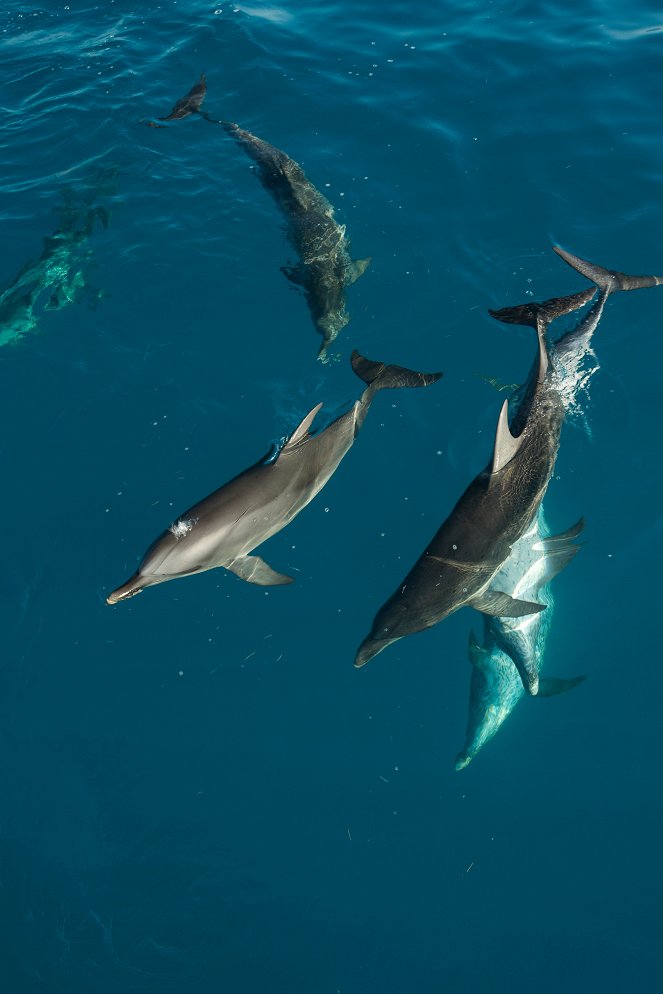 Atlantic: The Wildest Ocean on Earth - From Heaven to Hell - Film