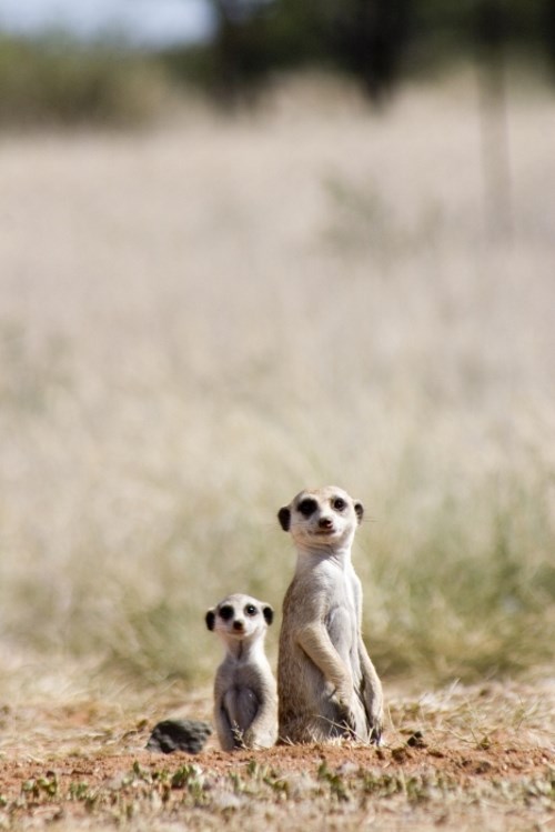 The Meerkats - Do filme