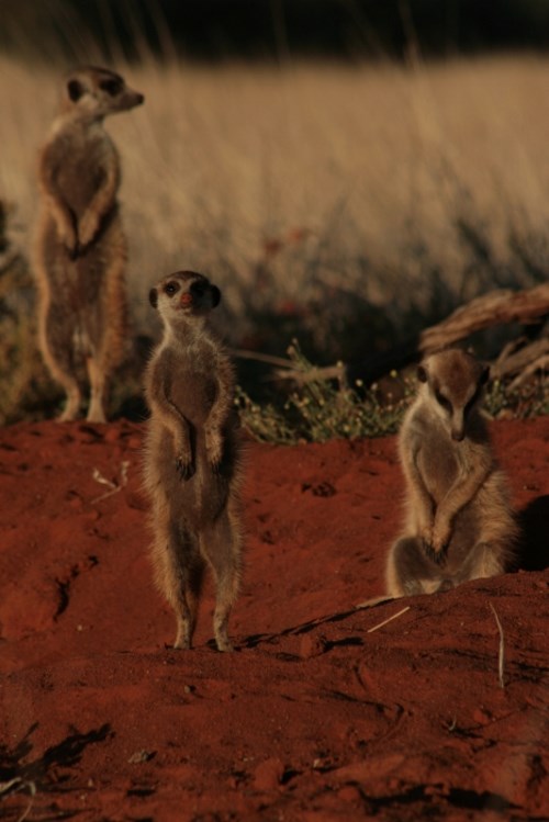 The Meerkats - Van film