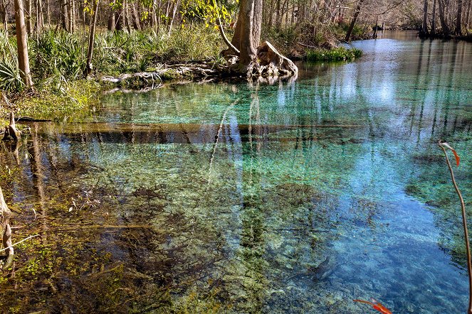 Dans le secret des sources - Floride, les sources de cristal - Z filmu