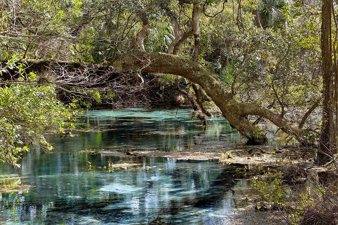 An den Quellen des Wassers - Floridas Flusslandschaft - Filmfotos