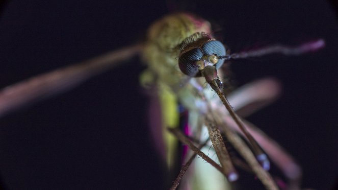 Mosquito – Tödliche Gefahr - Filmfotos