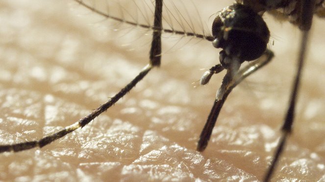 Mosquito – Tödliche Gefahr - Filmfotos