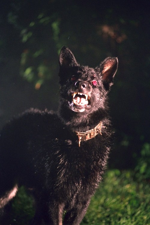 A sátán kutyája - Filmfotók