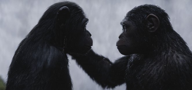 La Planète des Singes : Suprématie - Film