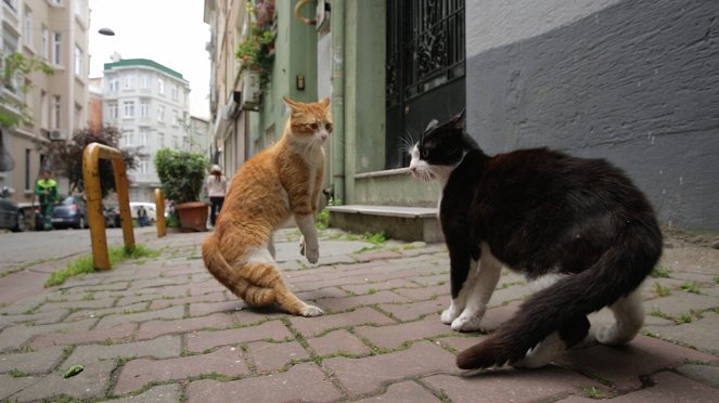 Istanbulin kissat - Kuvat elokuvasta