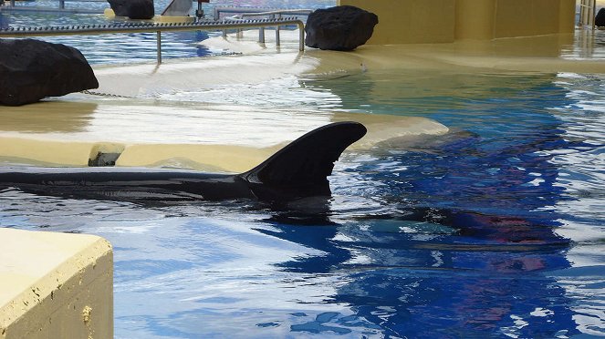 Blackfish - Photos