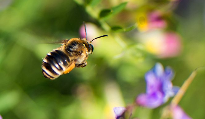 Universum: Im Reich der wilden Bienen - De filmes