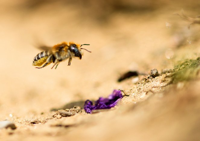 Universum: Im Reich der wilden Bienen - Van film
