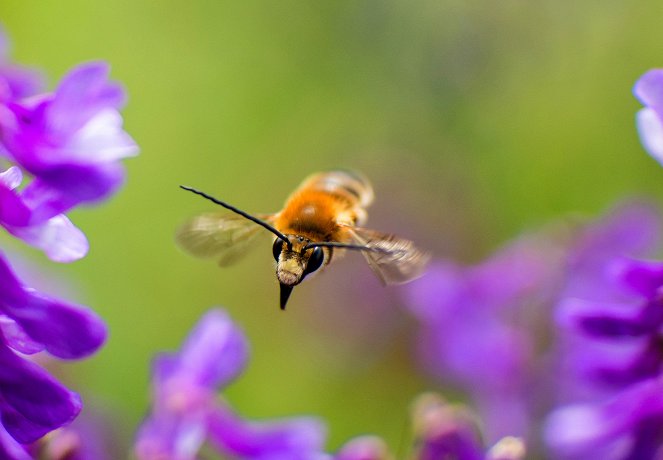 Universum: Im Reich der wilden Bienen - Van film