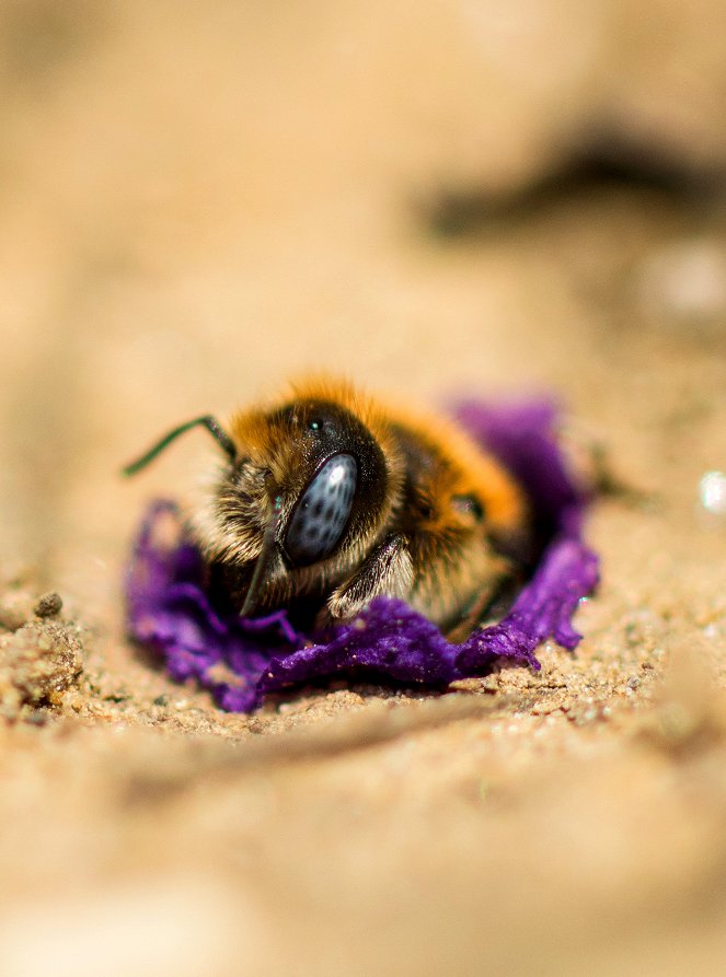 Universum: Im Reich der wilden Bienen - Kuvat elokuvasta