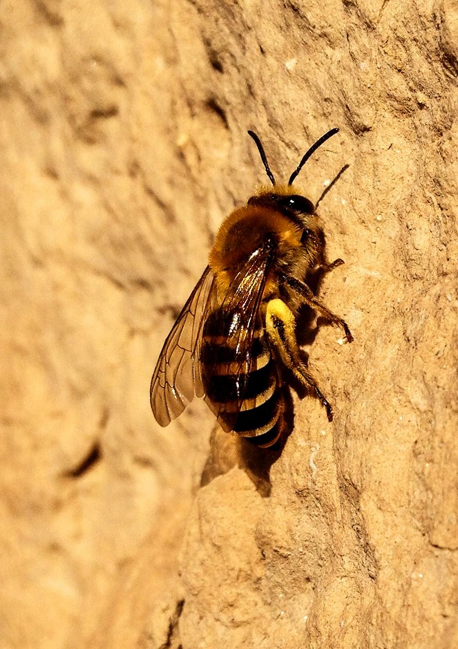 Universum: Im Reich der wilden Bienen - Film