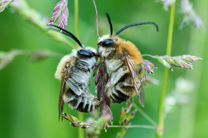 Universum: Im Reich der wilden Bienen - Filmfotos