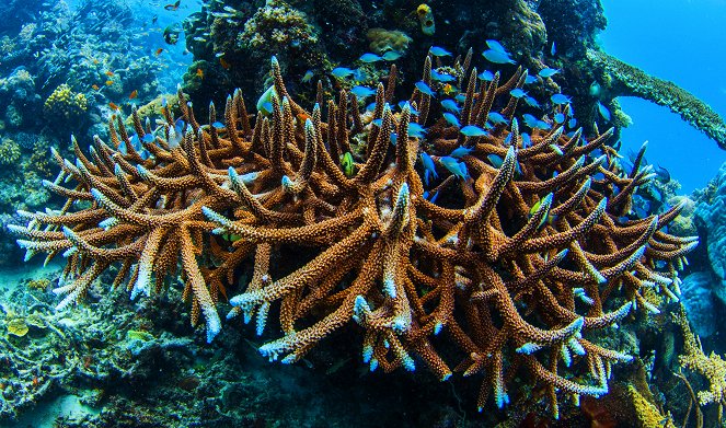 Život na korálovém útesu - Z filmu