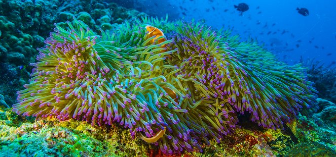 Life on the Reef - Photos