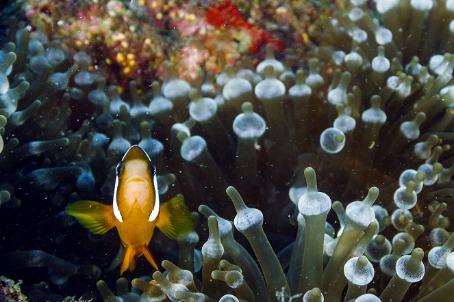 Life on the Reef - Kuvat elokuvasta