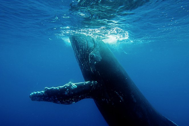 Wo die Wale zur Welt kommen - Filmfotos
