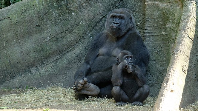 Bronx Zoo - Tierpark der Superlative - Filmfotos