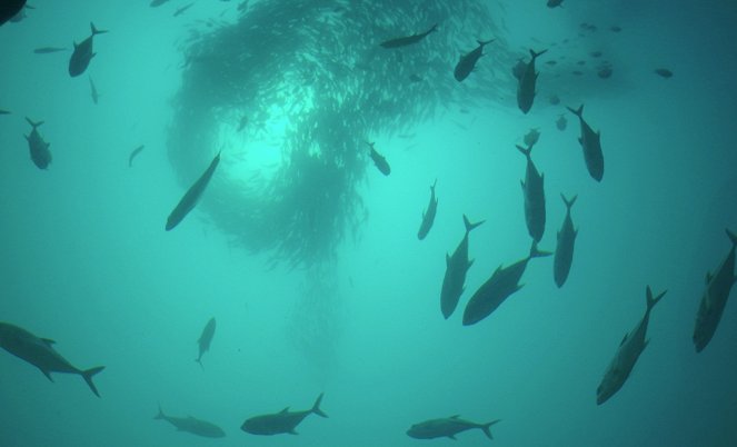Shark Swarm - Film