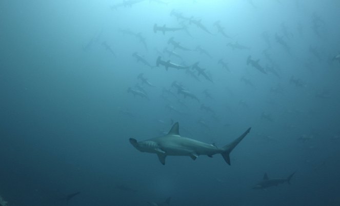 Shark Swarm - De la película