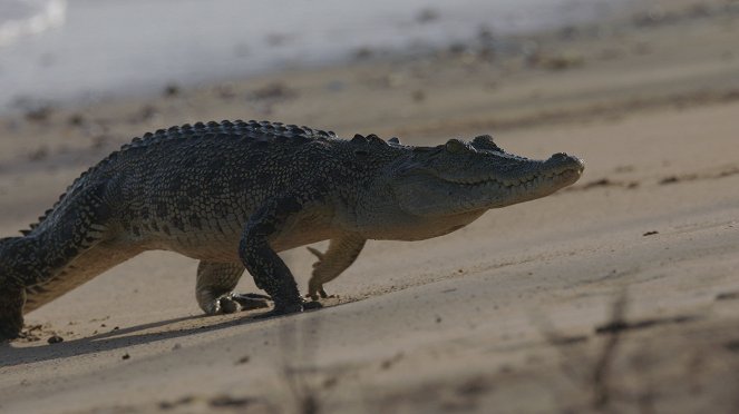 Cápák a krokodilok ellen - Filmfotók