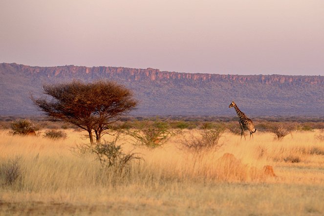 Namibia - Sanctuary of Giants - Do filme