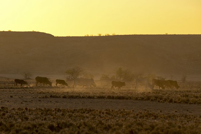 Namibia - Sanctuary of Giants - De la película