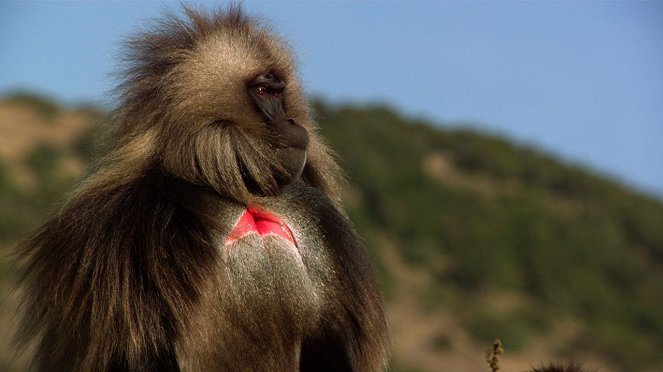 King of the Mountain Baboons - Z filmu