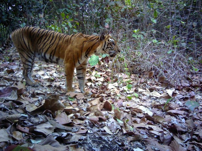 Poslední tygři sumaterští - Z filmu