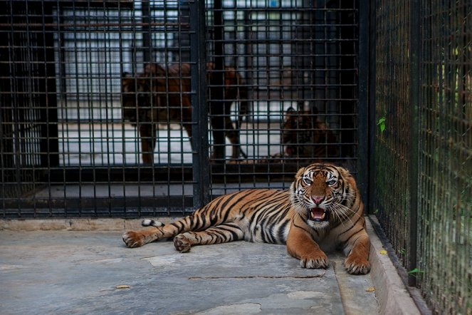 Poslední tygři sumaterští - Z filmu