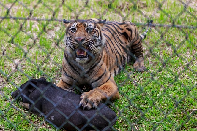 Sumatra's Last Tigers - De la película