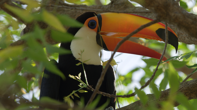 Pantanal, a brazil éden - Filmfotók