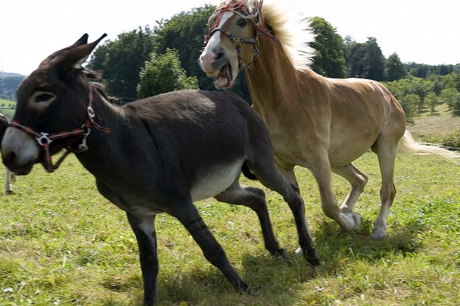 Tiere bis unters Dach - Goldesel - Film