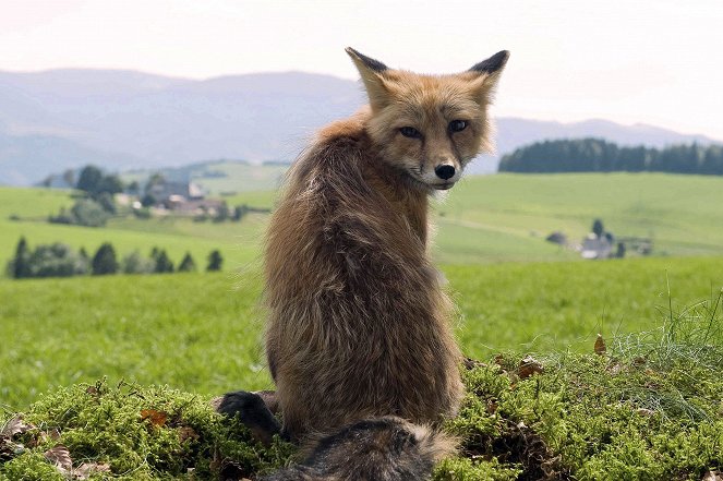 Tiere bis unters Dach - Season 3 - Fuchsjagd - Photos