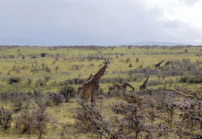 Erlebnis Erde: Das Tal des Lebens - Afrikas Rift Valley - Film