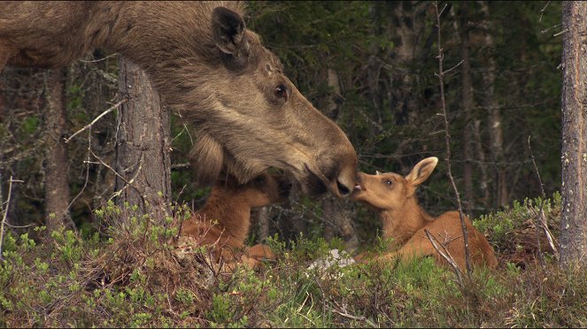 Universum: Skandinavien - Europas wilder Norden: Schweden und Norwegen - Filmfotók