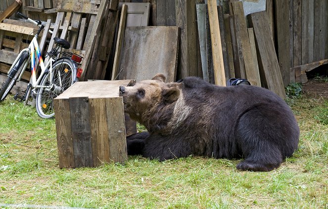 Tiere bis unters Dach - Bären sammeln - Filmfotos