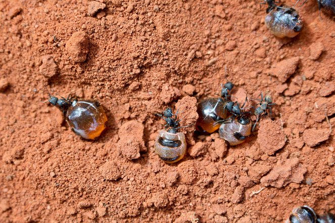 Insekten à la carte - Madenmenü in Australien - Filmfotos