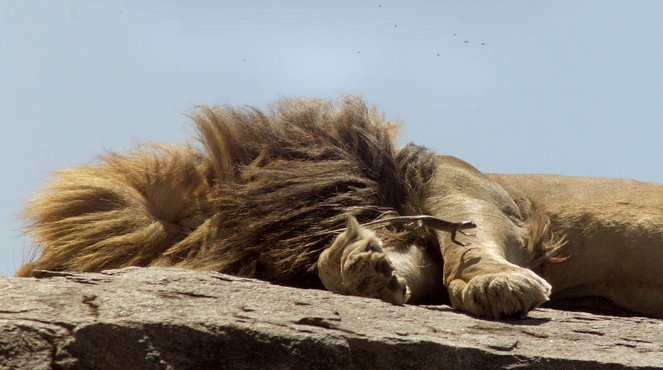 Universum: Afrika - Zwischen Wüste und Regenwald - De la película